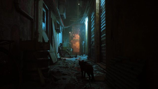 Stray 5