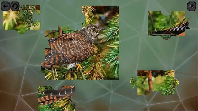 Puzzles for Smart: Birds 5