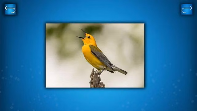Puzzle: Birds 3