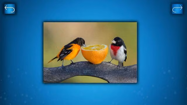 Puzzle: Birds 4