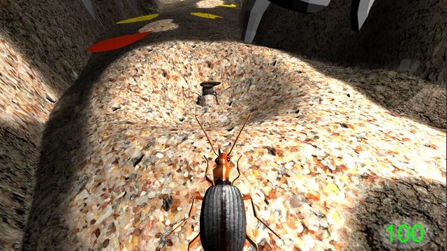 Insect: Bombardier beetle 3