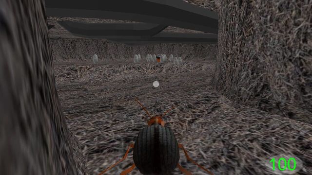 Insect: Bombardier beetle 4