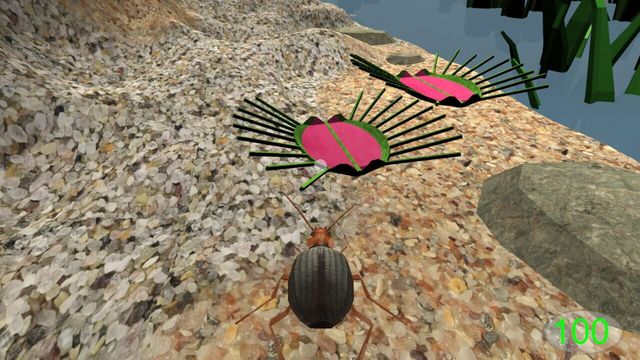 Insect: Bombardier beetle 5