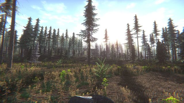 Mushroom Challenge 1