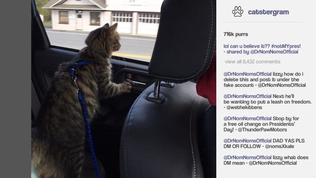 Cat President: A More Purrfect Union 5