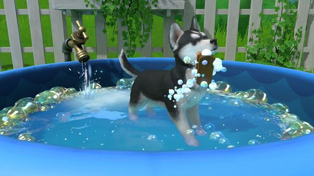Little Friends: Puppy Island 5