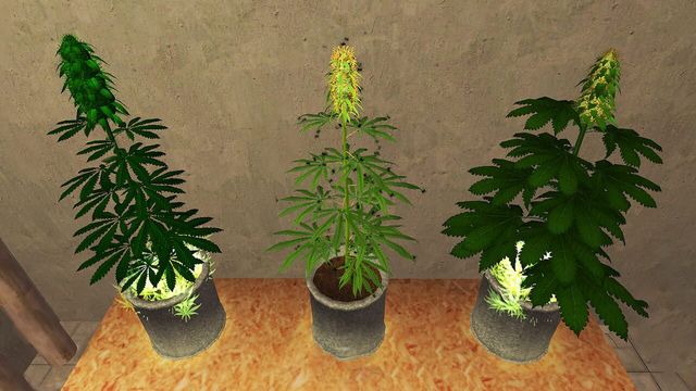Weed Shop 2 2