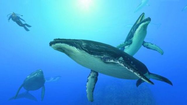 Endless Ocean: Blue World 1