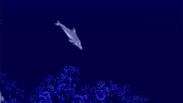 Ecco the Dolphin 3