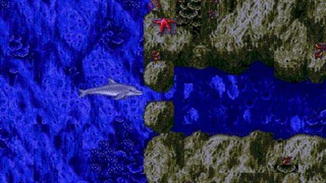Ecco the Dolphin 6