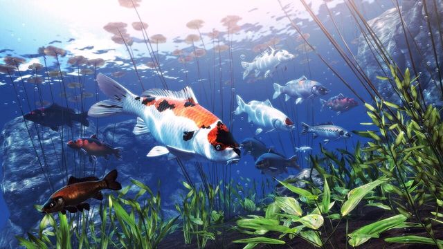My Koi 1