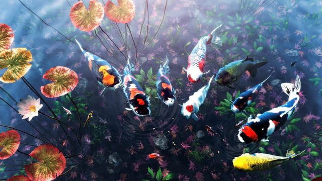 My Koi 4