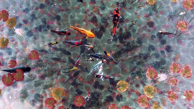 My Koi 5