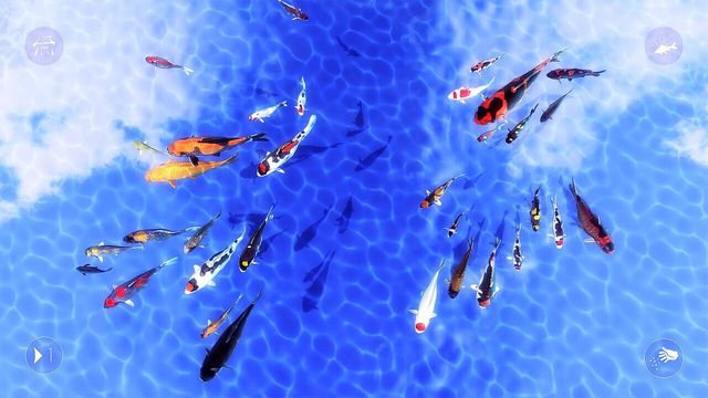 My Koi 6